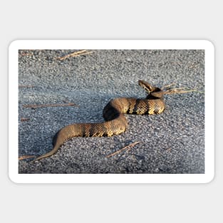 Cottonmouth Full Body Sticker